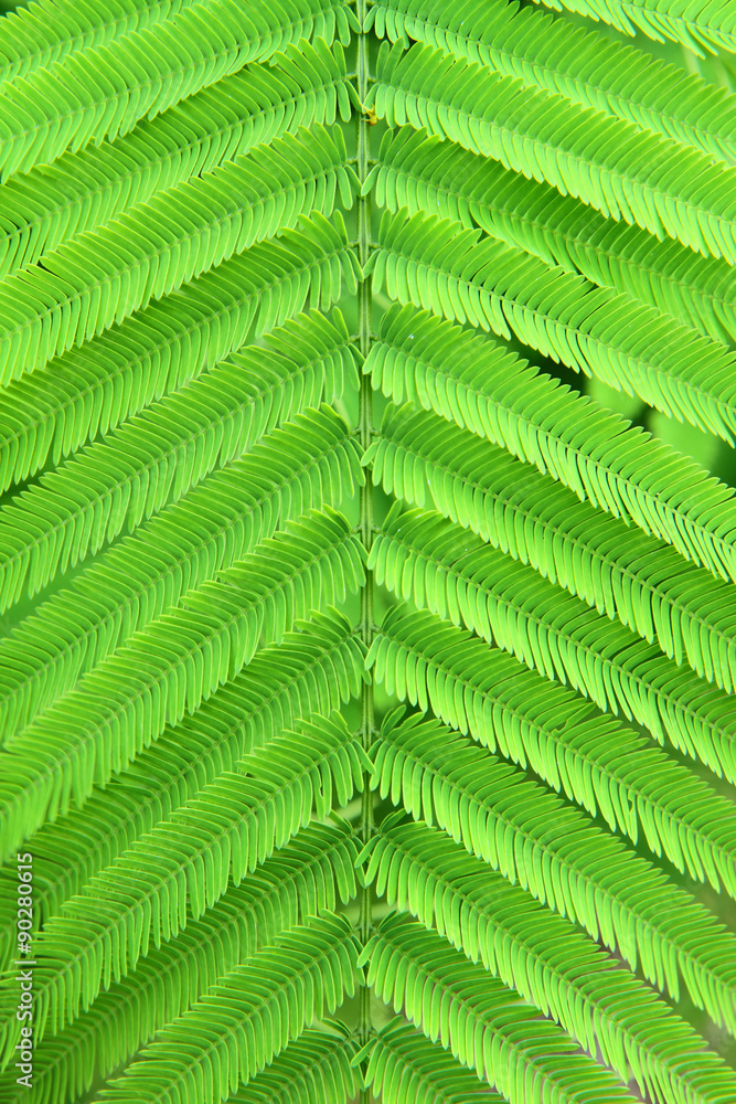 Climbing Wattle leaf Climbing Wattle leaf