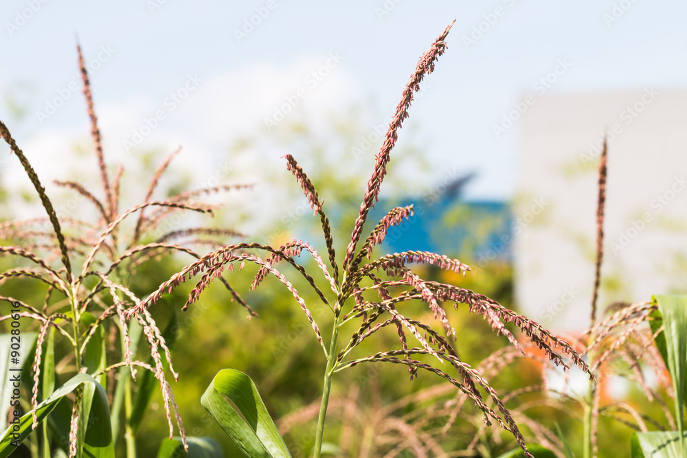 Naklejka premium corn flower in garden