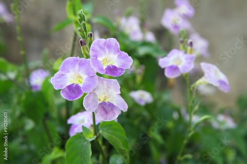 soft focus purple flower
