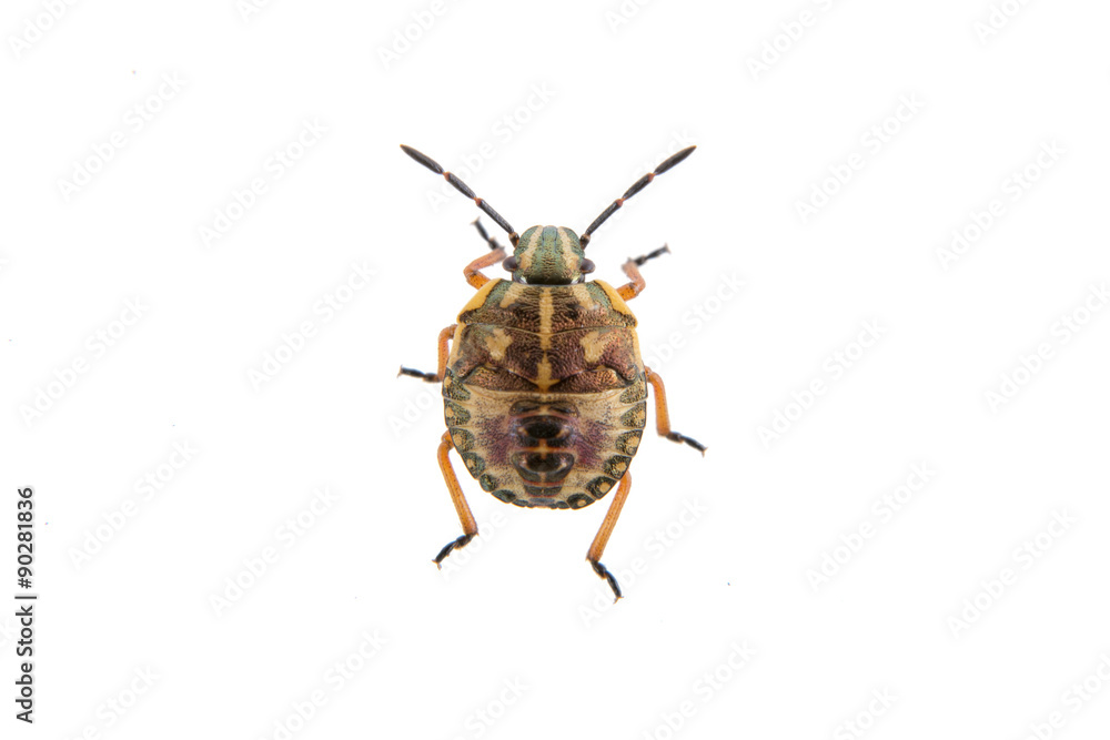 Brown shield bug on a white background Brown shield bug on a white background