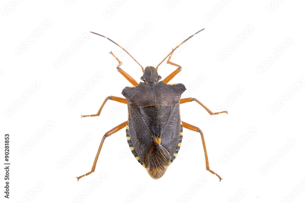 Brown shield bug on a white background Brown shield bug on a white background
