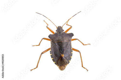 Brown shield bug on a white background
