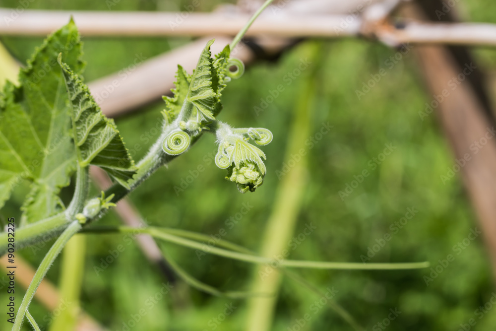 fresh vegetable in garden
