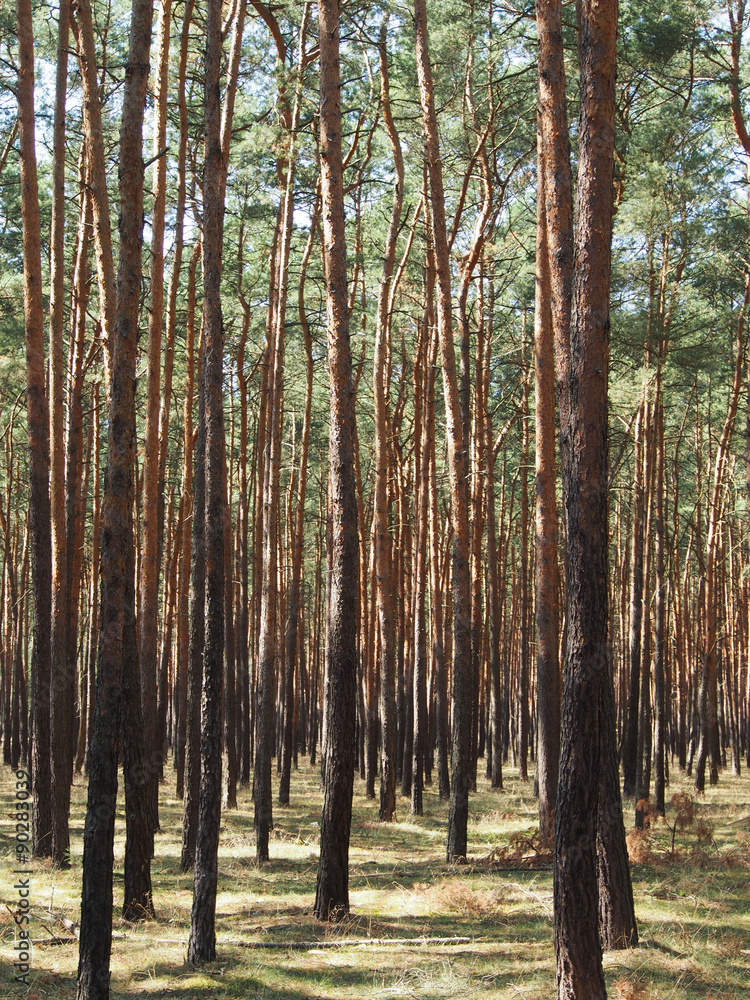 Fototapeta premium Kiefernwald, Berlin