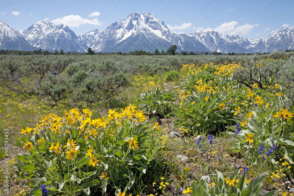 Grand Tetons, Wyoming in summer with snow on mountains and flowers blooming