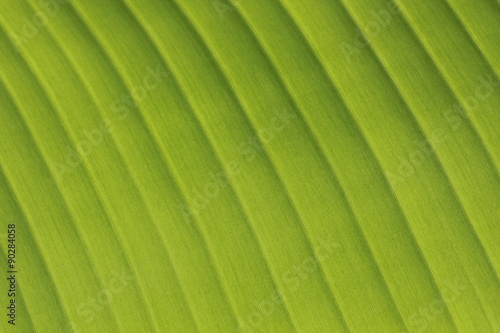 Fresh Banana Leaves Close-up