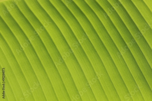 Fresh Banana Leaves Close-up