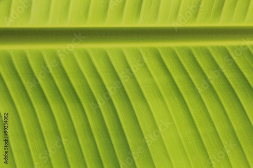 Fresh Banana Leaves Close-up