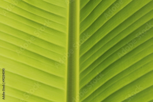 Fresh Banana Leaves Close-up