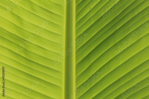 Fresh Banana Leaves Close-up