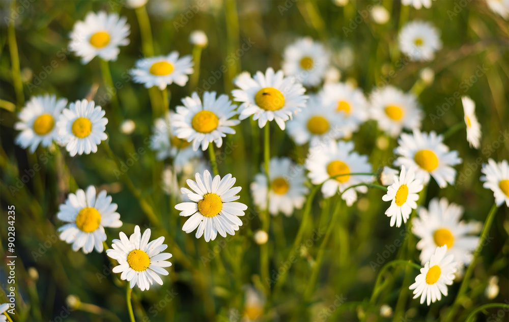 Fototapeta premium Spring flowers as a background. Natural background