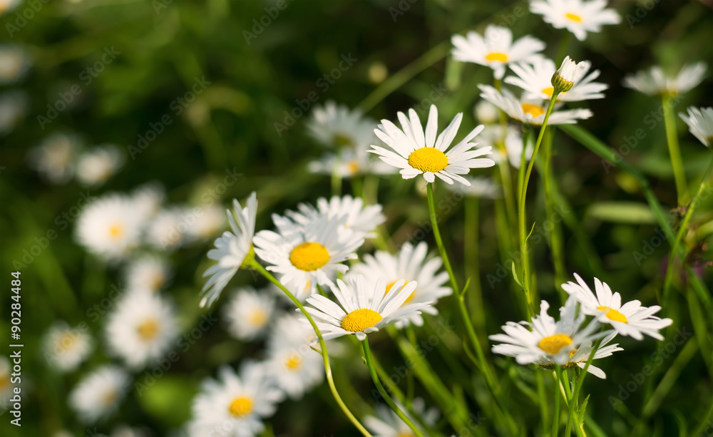 Flowers on grass background. Natural abstract composition Flowers on grass background. Natural abstract composition