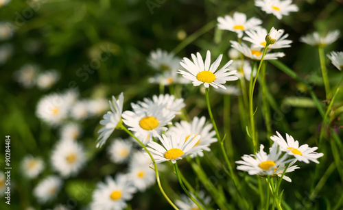 Flowers on grass background. Natural abstract composition