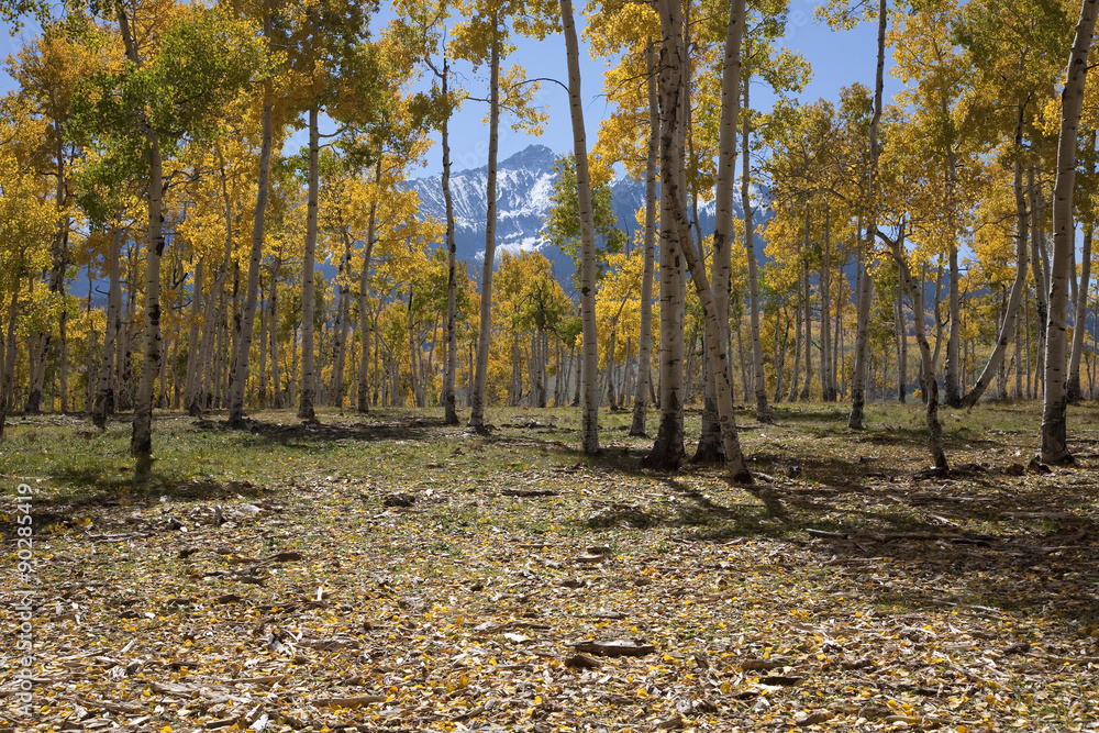 Aspen trees change color on Hastings Mesa, Ridgeway Colorado. Aspen trees change color on Hastings Mesa, Ridgeway Colorado.