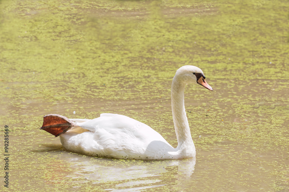 Fototapeta premium goose in pond