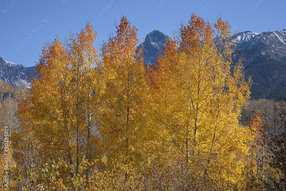 Aspen color frames Mount Sneffels of San Juan Mountains, Hastings Mesa, near Ridgeway, CO.