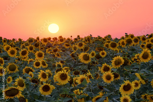 Sunflower on field during sunrise. Beautiful natural summer landscape