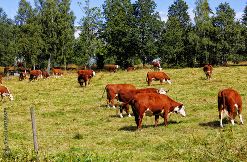 grazing cows in old rural landscape sweden