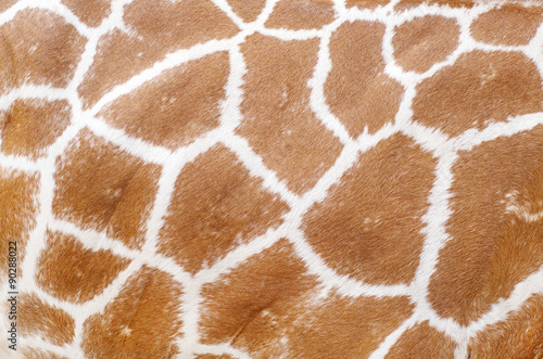 giraffe animal skin texture for your background and pattern