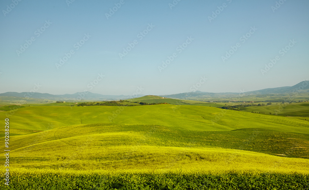 Green Tuscany hills