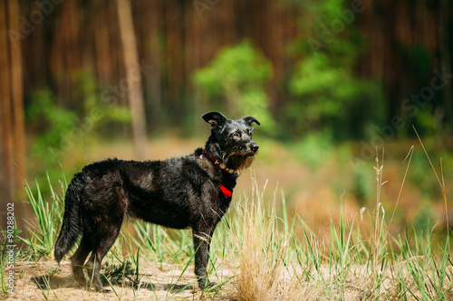 Small Size Black Hunting Dog In Spring, Summer Forest
