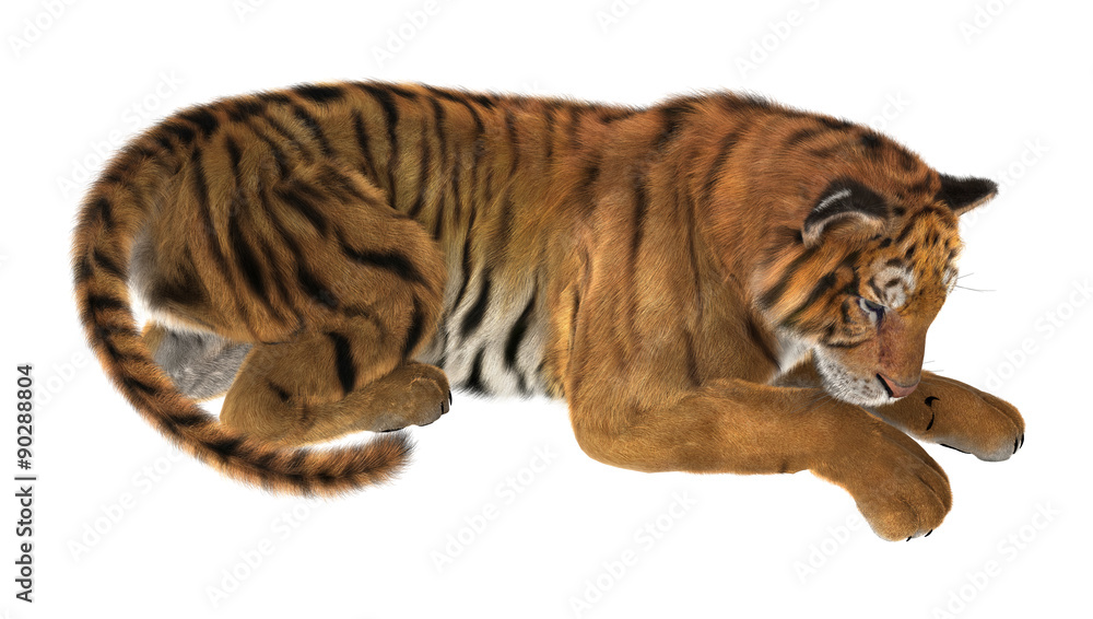 Obraz premium Tiger