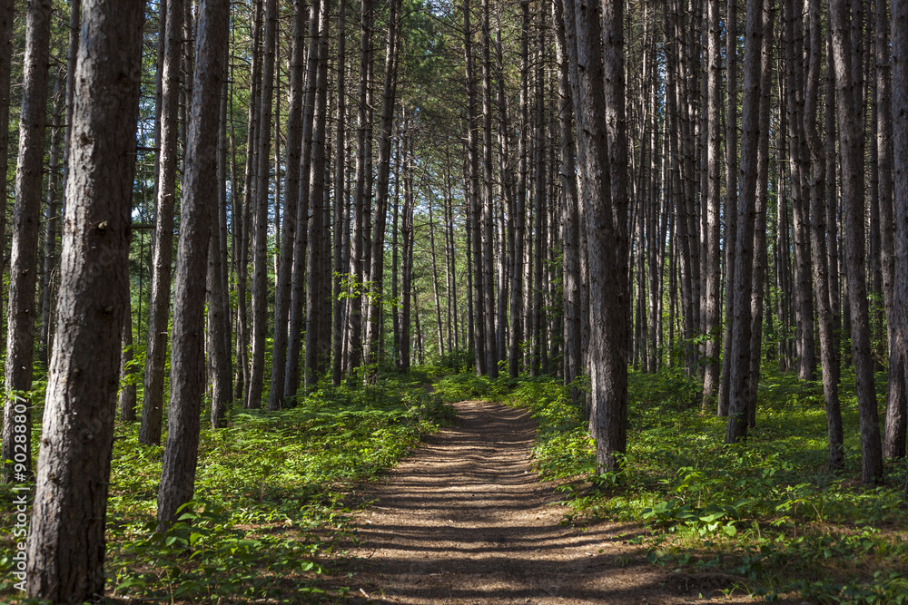 path trough forest on a sunny day path trough forest on a sunny day