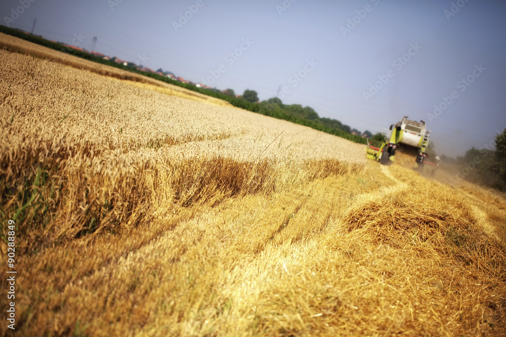 Fototapeta premium Combine harvester working in the field