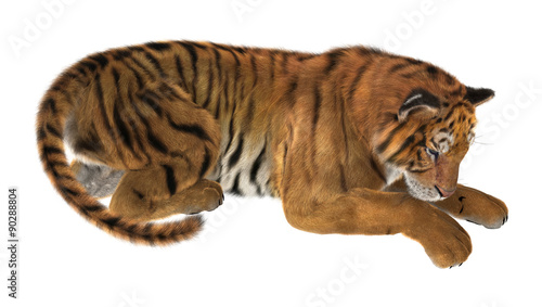 Fototapeta Naklejka Na Ścianę i Meble -  Tiger