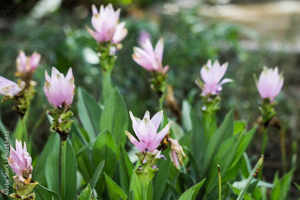beautiful flower in garden beautiful flower in garden