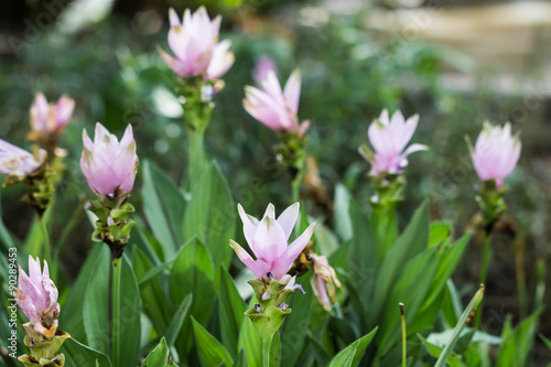 beautiful flower in garden