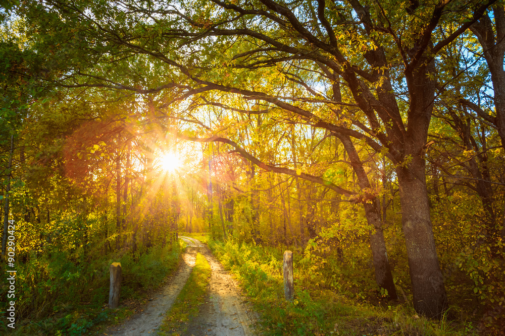 Naklejka premium Sunny Day In Autumn Sunny Forest Trees, Green Grass. Nature Wood