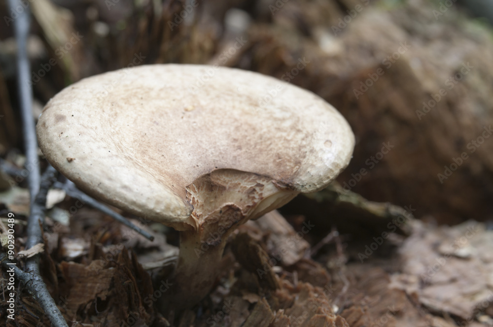 Paxillus mushroom Paxillus mushroom