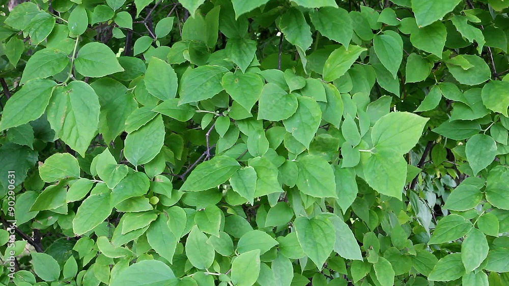 Background of green leaves. The tree leaves in the wind. Solid background, good texture for labels. Nature in summer. Background of green leaves. The tree leaves in the wind. Solid background, good texture for labels. Nature in summer.