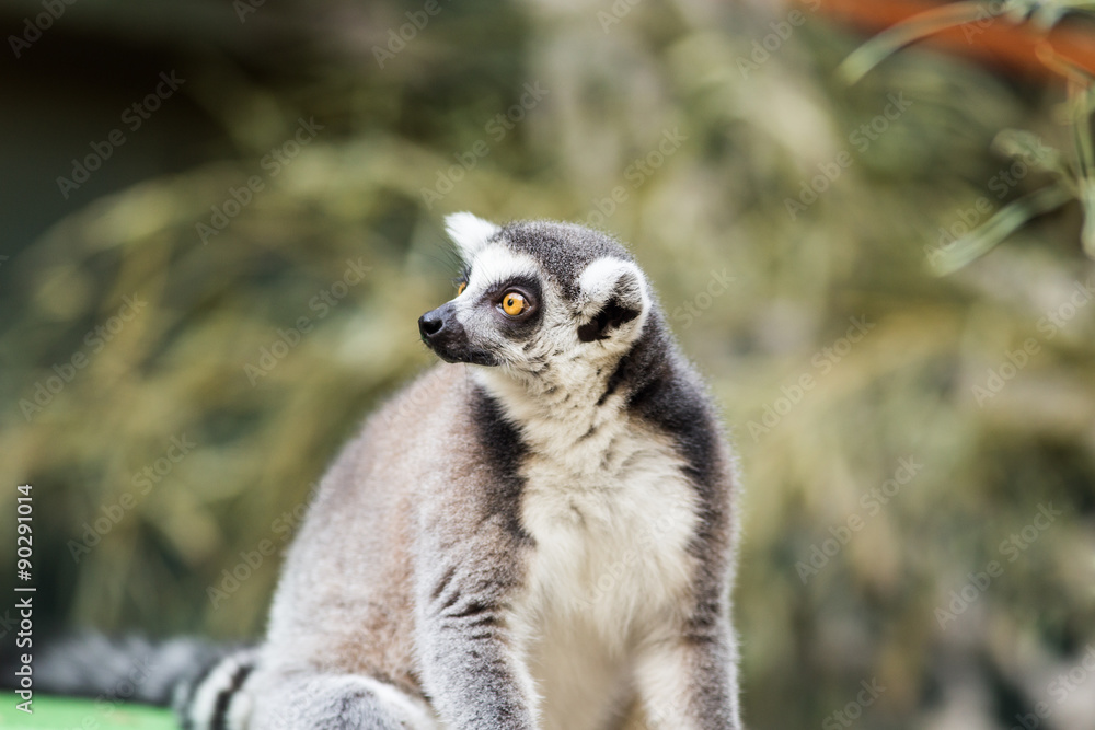 Fototapeta premium Lemur