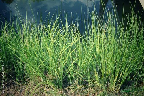 Vetiver grass