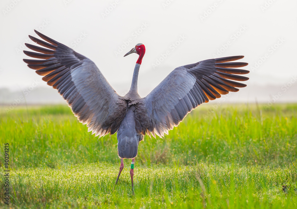 Naklejka premium Eastern Sarus Crane (Grus antigone)