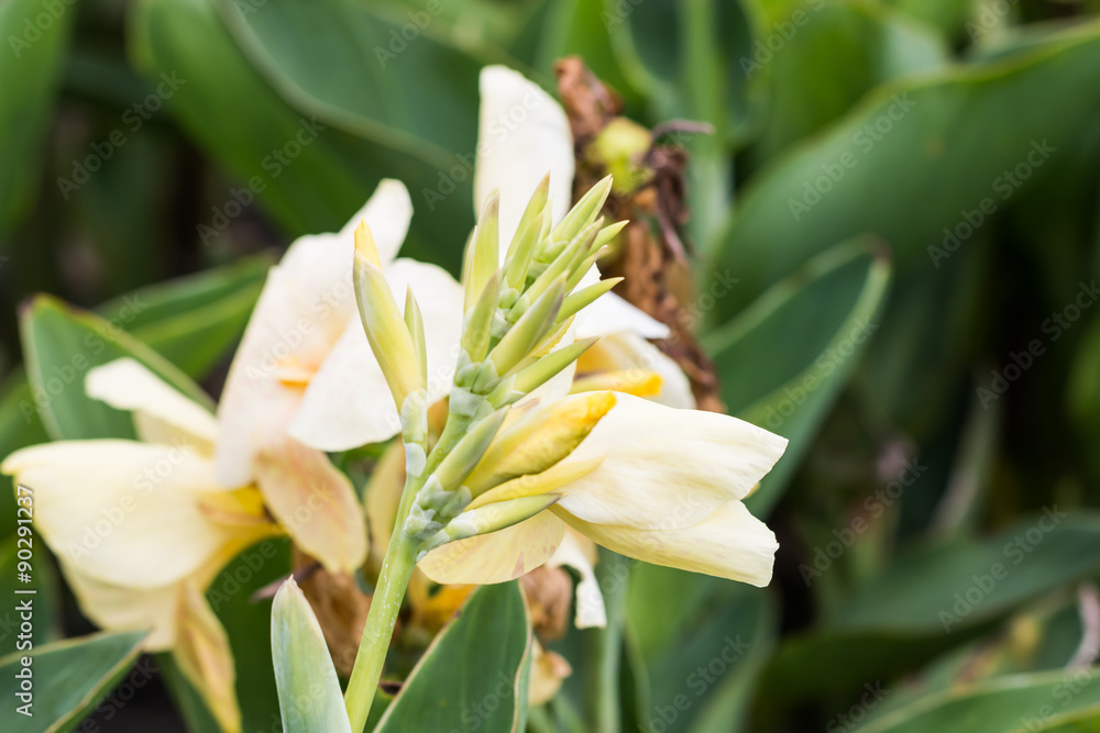 beautiful flower in garden beautiful flower in garden