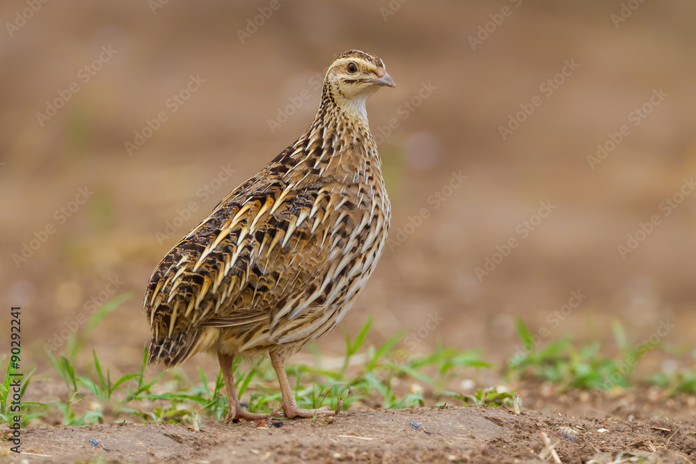 Close up portrait of female Rain Quail (Coturnix coromandelica) Close up portrait of female Rain Quail (Coturnix coromandelica)