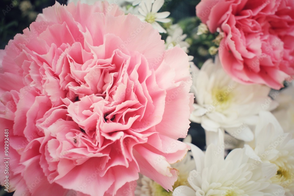 Carnations flower