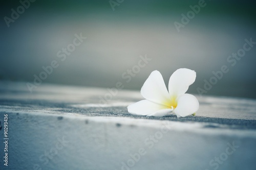 White frangipani flower © Successo images