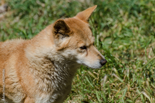 Australian Dingo