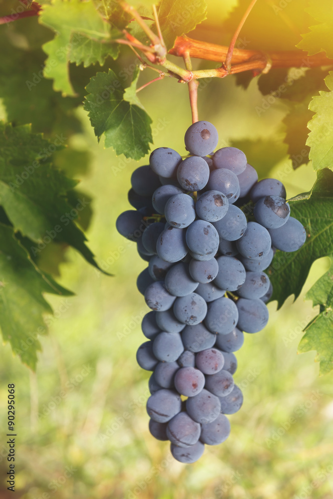 Red grapes hanging on the vine in the sun Red grapes hanging on the vine in the sun
