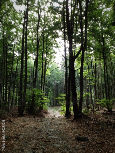Dark forest path photo