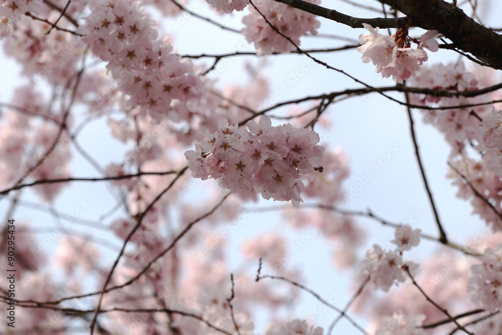 Sakura flower or cherry blossoms.