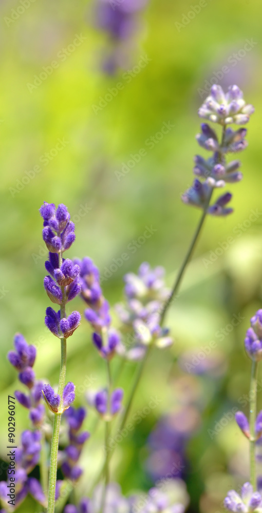 Obraz premium lavender flower field closeup