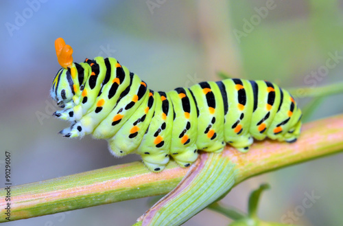Принти на полотні A close up of the caterpillar