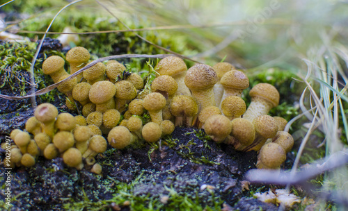 honey agarics edible fungi