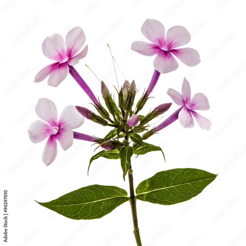 Pink flower phlox, isolated on white background