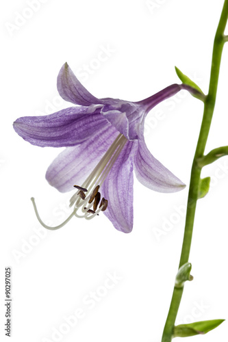Fototapeta Naklejka Na Ścianę i Meble -  Purple flower of the hosta (funkia), isolated on white backgroun